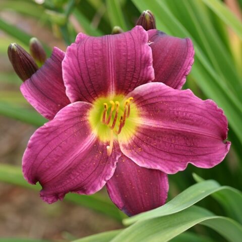 Hemerocallis "Grape Velvet" [Vaso 15cm]