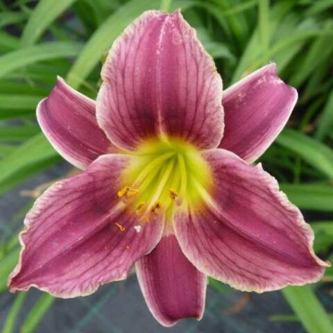Hemerocallis "Little Missy" [Vaso 15cm]