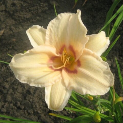 Hemerocallis "Lynn Hall" [Vaso 15cm]