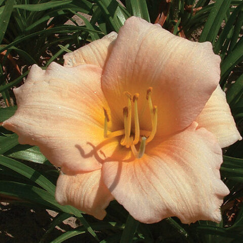 Hemerocallis "Mini Pearl" [Vaso 15cm]