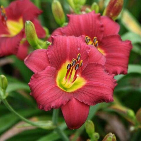 Hemerocallis "Pardon Me" [Vaso 15cm]