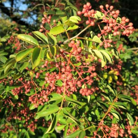 Zanthoxylum Terebinthifolius (Pepe Rosa, Falso pepe peruviano) [Vaso 24cm | H. 60-100 cm.]