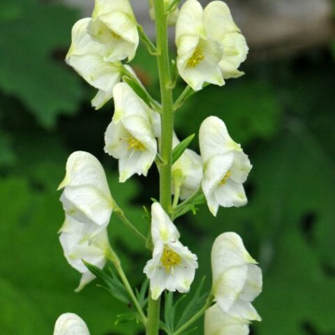 Aconitum napellus "Album" (Aconito) [Vaso 11cm]