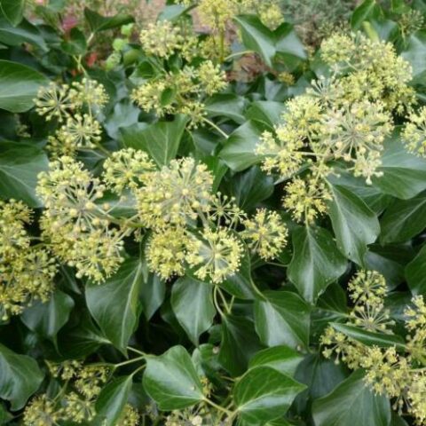 Hedera helix "Arborescens" (Edera) [Vaso 18cm]