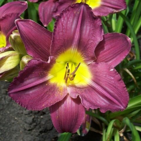 Hemerocallis "Schopinger Anfang" [Vaso 15cm]