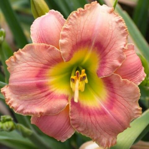 Hemerocallis "Seurat" [Vaso 15cm]