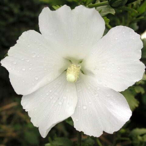 Hibiscus syriacus "Eleonore" (Ibisco) [Vaso 22cm]
