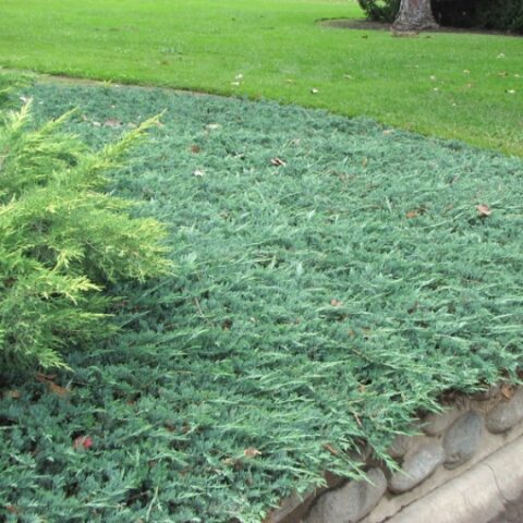 Juniperus horizontalis "Wiltonii" (Ginepro) [Vaso 17cm]