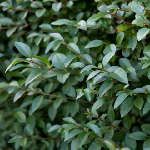 Ligustrum sinensis "Eugene Clive" - chinensis (Ligustro) [Vaso 18cm]