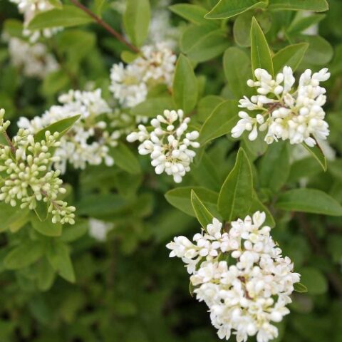 Ligustrum vulgare (Ligustro comune) [Vaso 15cm]