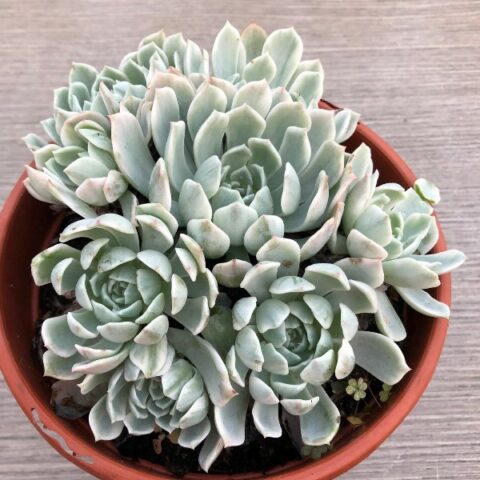 Echeveria variegata [Vaso 17cm]