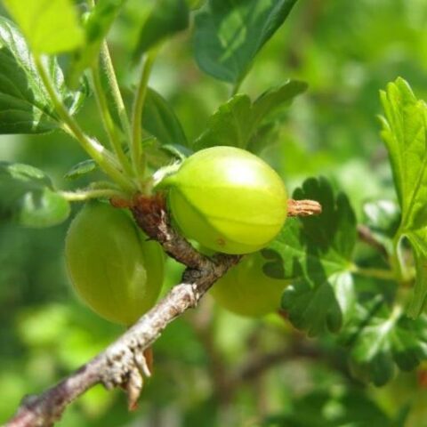 Uva Spina Bianca "White Smith" (Ribes grossularia) [Vaso 1,5 Litri]