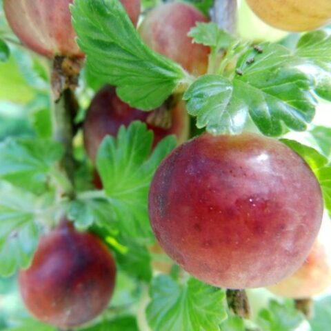 Uva Spina Rossa "Rokula" (Ribes grossularia) [Vaso 1,5 Litri]