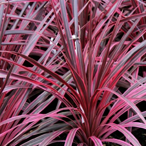 Cordyline australis "Cherry Sensation" (da esterno) [Vaso 18cm]