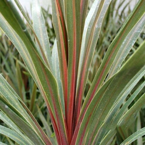 Cordyline australis "Sundance" (da esterno) [Vaso 18cm]
