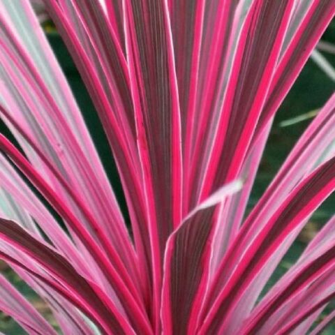 Cordyline australis "Sunrise" (da esterno) [Vaso 18cm]