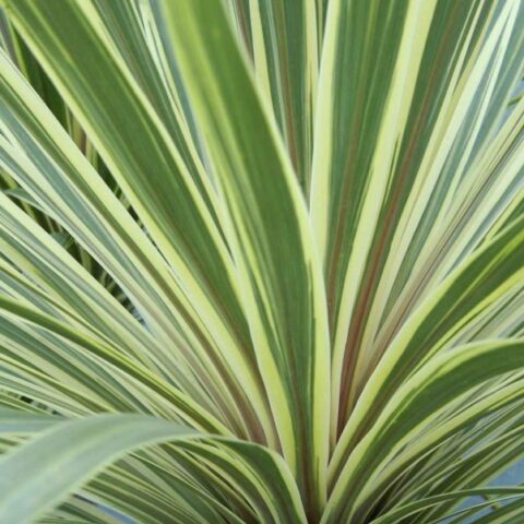 Cordyline australis "Torbay Dazzler" (da esterno) [Vaso 18cm]