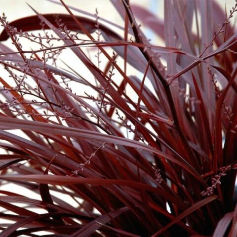 Cordyline australis "Festival Burgundy" (da esterno) [Vaso 18cm]