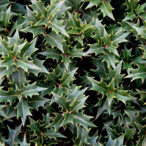 Osmanthus heterophyllus "Gulftide" [Vaso 24cm]