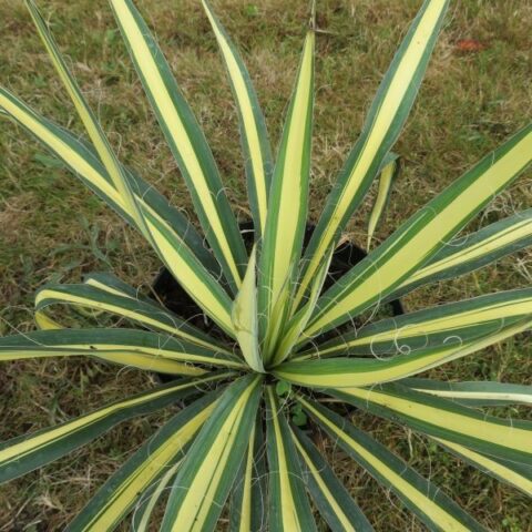 Yucca filamentosa "Gold Heart" [Vaso 18cm]
