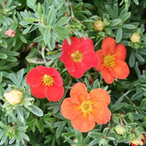 Potentilla fruticosa "Marian Red Robin" [Vaso 15cm]