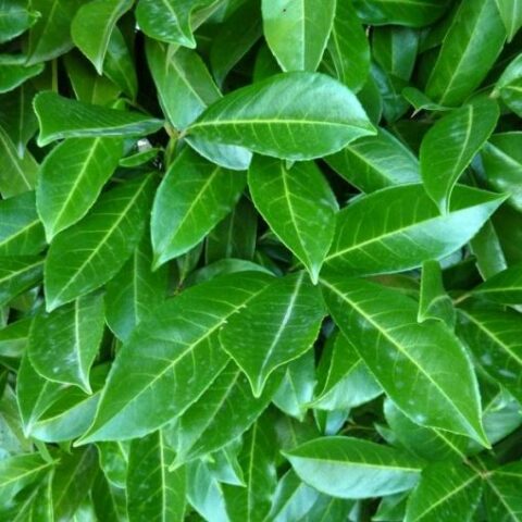 Prunus laurocerasus "Caucasica Dart's" (Lauro) [Vaso 20cm]