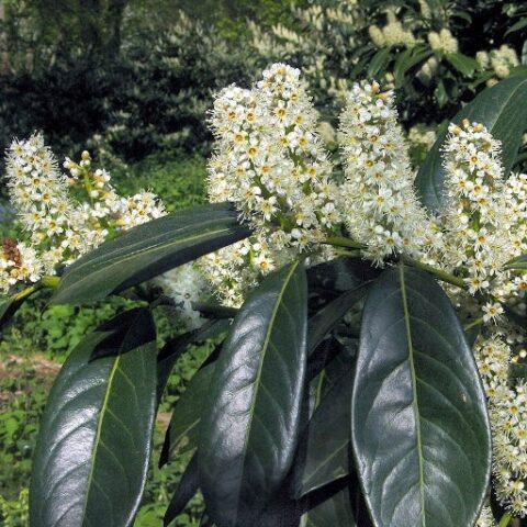 Prunus laurocerasus "Herbergii" (Lauro) [Vaso 20cm]