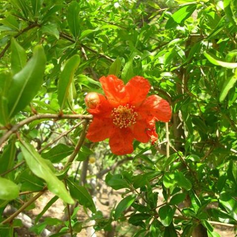 Punica granatum "Lillipuziano" (Melograno) [Vaso 17cm]