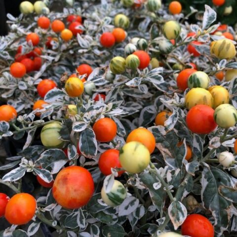Solanum pseudocapsicum "Blushberry White" [Vaso 12cm]