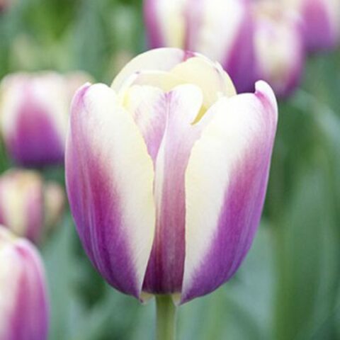 Tulipano Atlantis (10 BULBI)