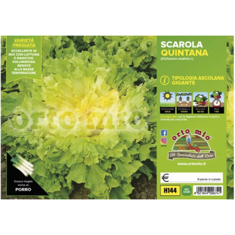 Indivia Scarola ascolana "Quintana" [1 Plateaux da 9]