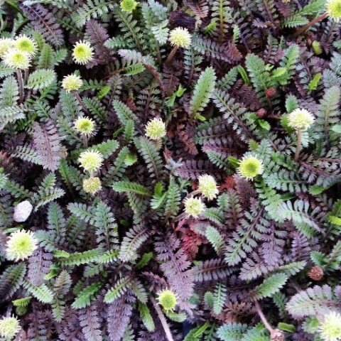 Cotula squalida "Platt's Black" (Leptinella) [Vaso 8/10cm]