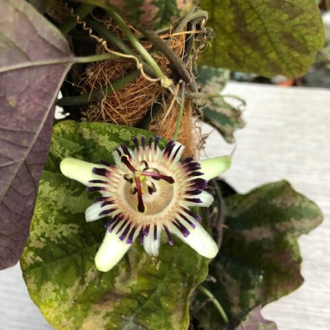 Passiflora organensis (Maracuja o Frutto della Passione) [Vaso 13cm]
