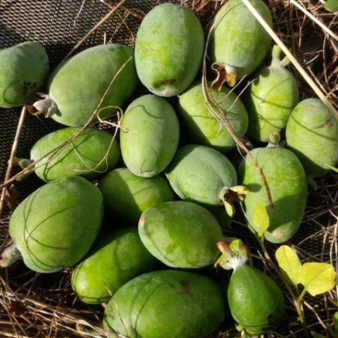 Acca sellowiana "Gemini" (Feijoa - Guayabo del Brasile) [Vaso 18cm | H. 55 cm.]