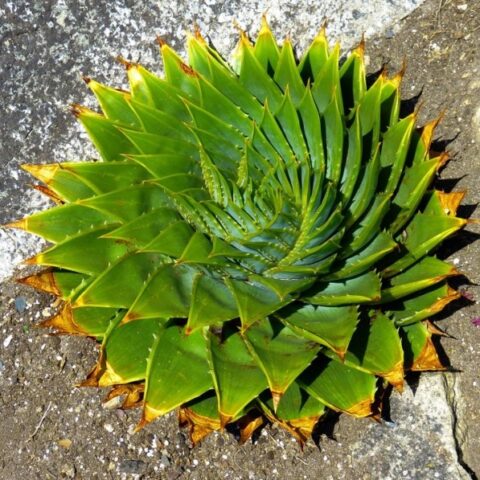 Aloe polyphylla [Vaso 18cm]