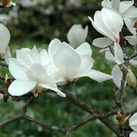 Magnolia x soulangeana "Alba Superba" [H. 100 cm.]
