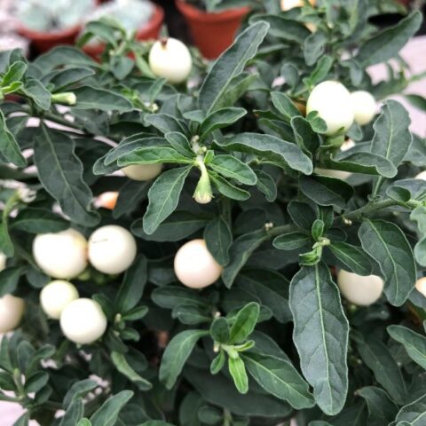 Solanum pseudocapsicum "Albino" [Vaso 10cm | H. 25 cm.]