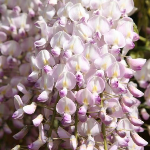 Wisteria floribunda "Kuchi-beni" (Glicine) [Vaso 15cm]