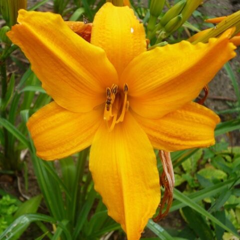 Hemerocallis "Burning Daylight" [Vaso 18cm]