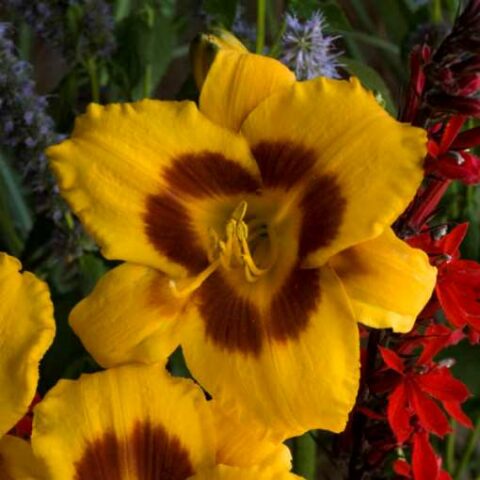 Hemerocallis "Black Eyed Stella" [Vaso 15cm]