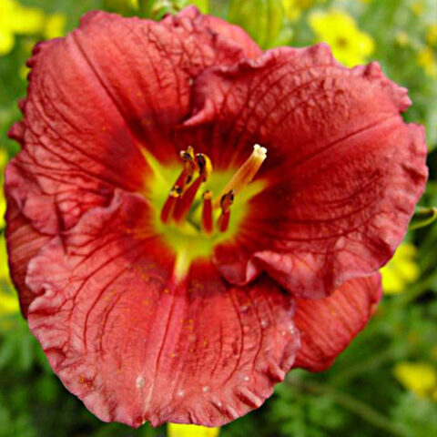 Hemerocallis "Siloam Grace Stamile" [Vaso 15cm]