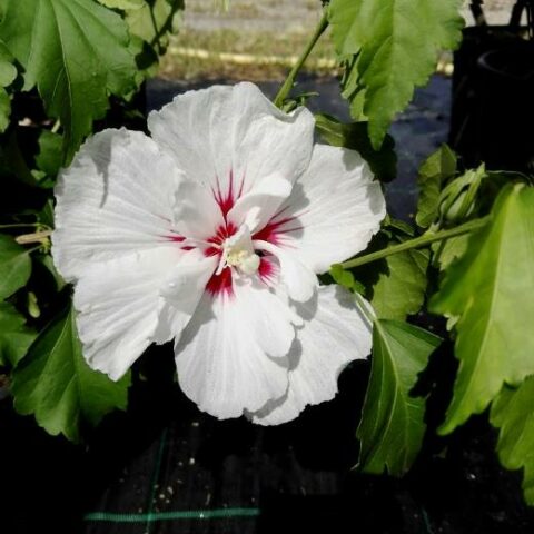 Hibiscus syriacus "Sup'Heart" (Ibisco) [Vaso 22cm]