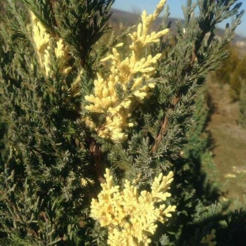 Juniperus chinensis "Variegata" (Ginepro cinese) [Vaso 17cm]