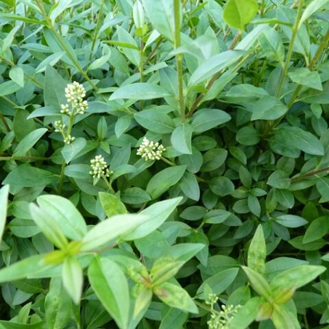 Ligustrum vulgare "Atrovirens" (Ligustro comune) [Vaso 24cm]