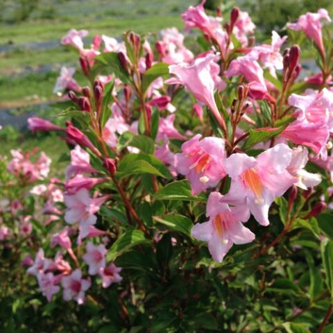Weigela florida "Pink Princess" [Vaso 18cm]