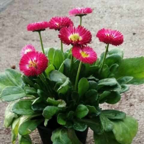 Bellis perennis pompon fucsia [Vaso 10cm]