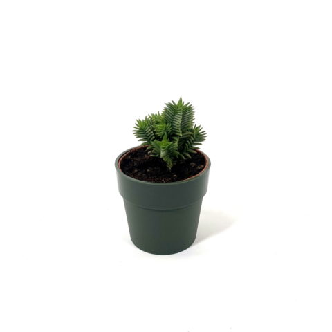 Crassula pyramidalis x congesta [Vaso 8/10cm]