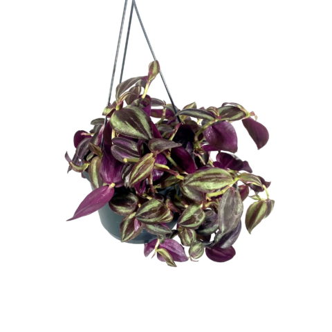 Tradescantia "Jewel Red" [Vaso 17cm]