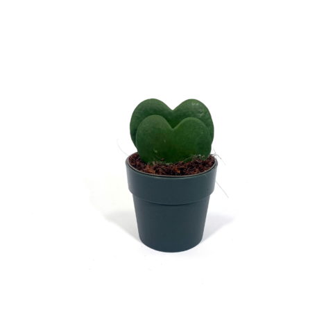 Hoya kerrii doppia foglia (Fiore di cera) [Vaso 9cm]