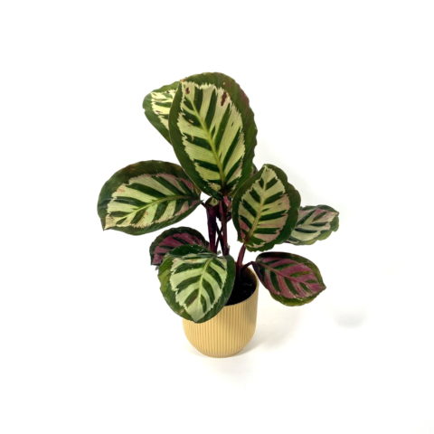 Calathea roseopicta "Cora" [Vaso 12cm | H. 25 cm.] (SPEDIZIONE GRATUITA)